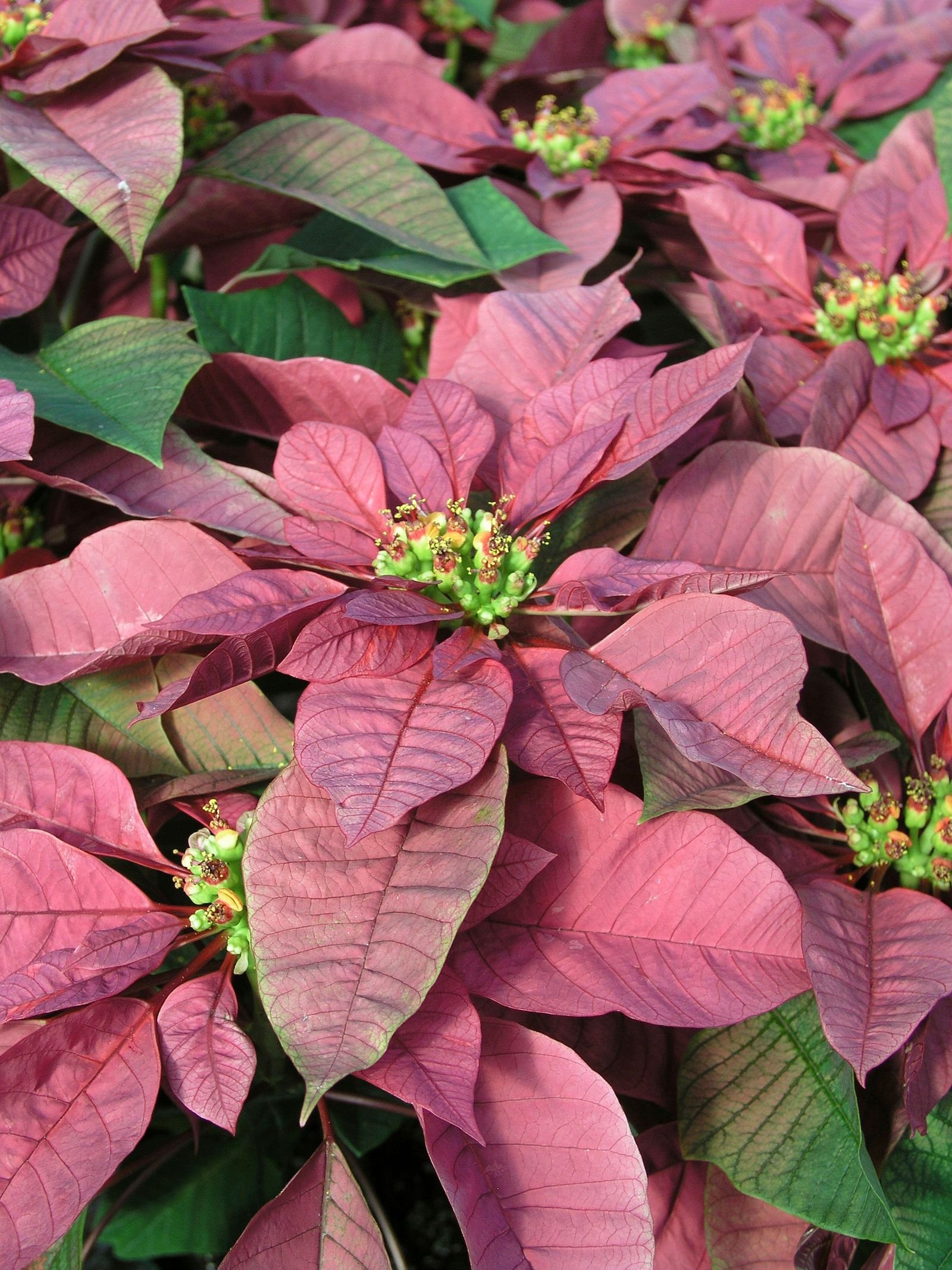 Best poinsettias for Christmas our favorite varieties