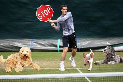 Andy Murray was late for Wimbledon practice because he stopped to rescue a dog