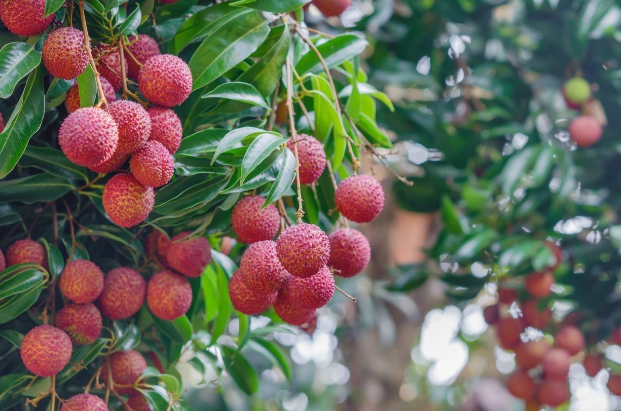 Lychee Fruit Tree