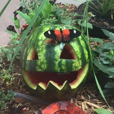 A watermelon carved into a face
