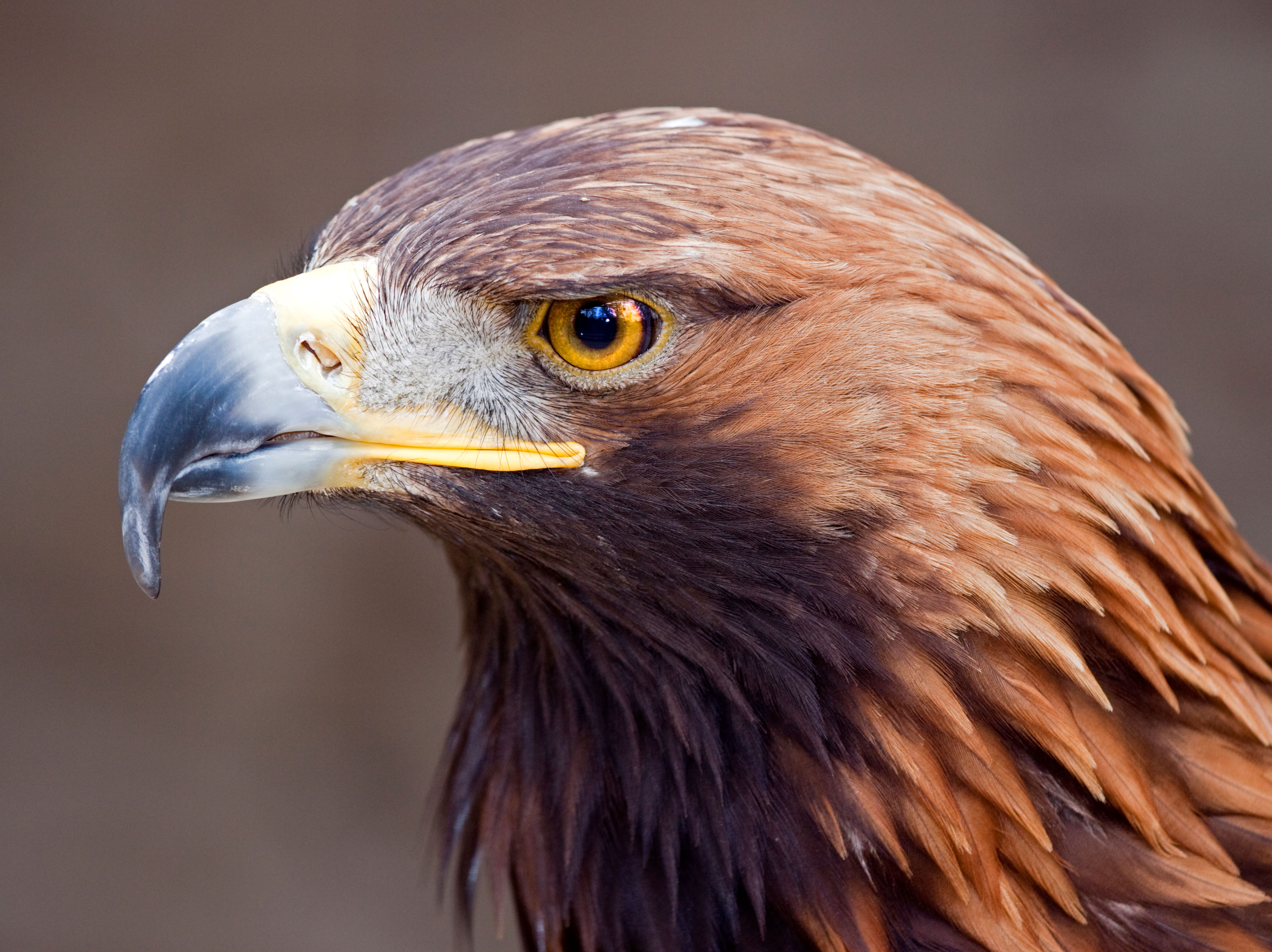 Golden eagle