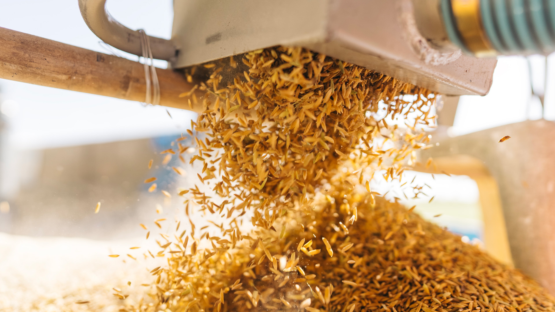 A pile of brown rice pours out of a box shaped mill.