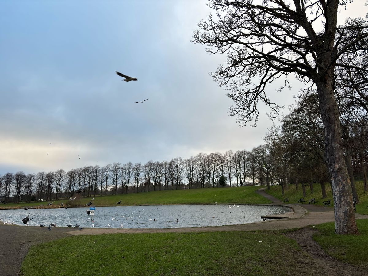 A pond in front of a line of trees