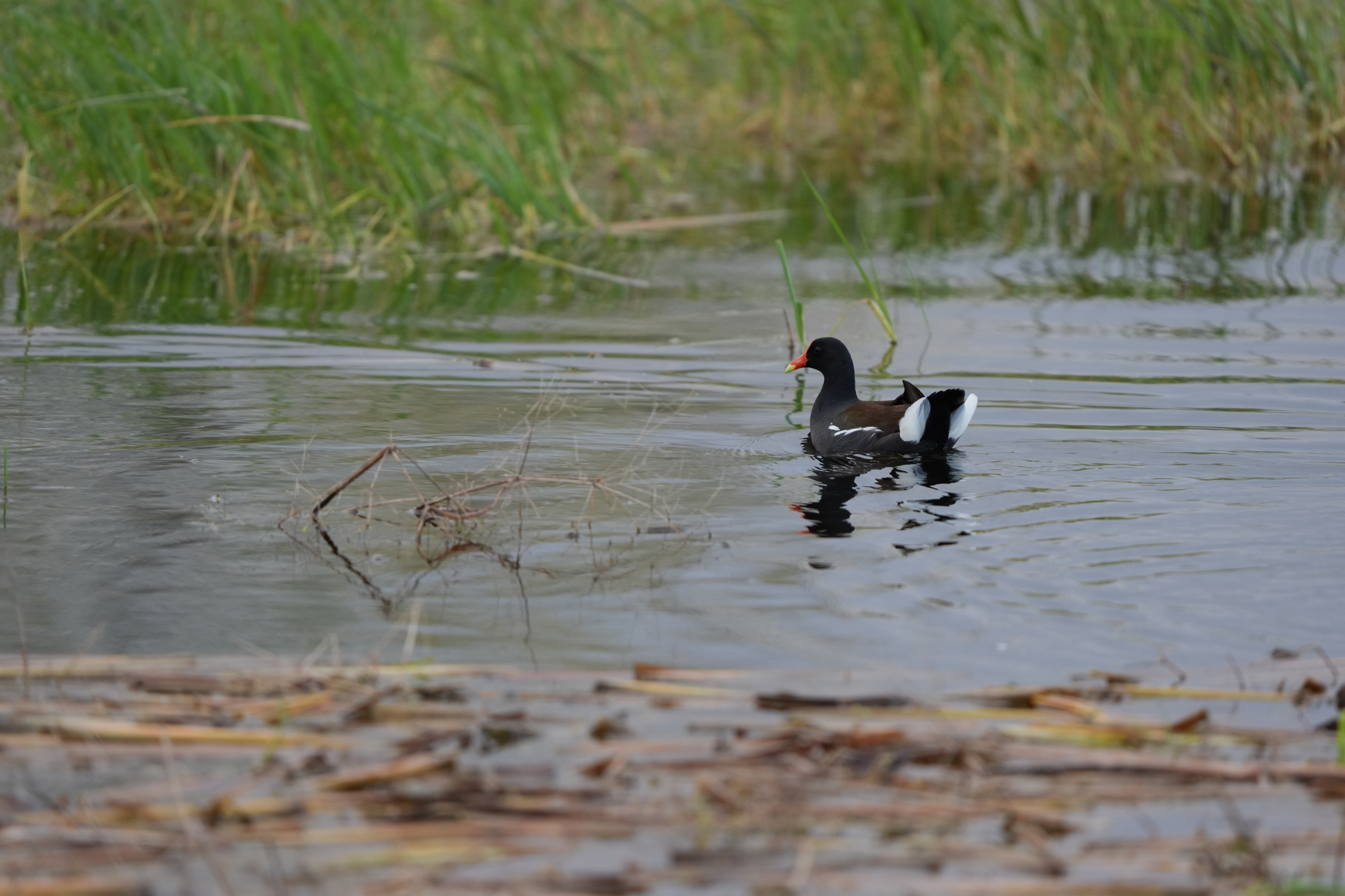 Wildlife images shot on the Sony A7R VI, unedited JPEG with slight resize to 7K pixels wide for web upload