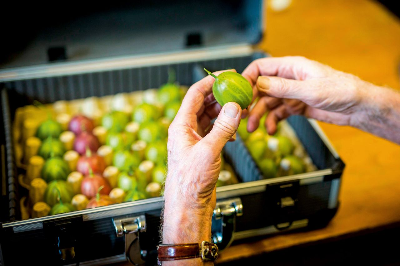 Graeme Watson&#039;s Gooseberries arrive for weighing at the Egton Bridge Old Goosberry Show. Photo by Andrew McCaren/LNP/Shutterstock