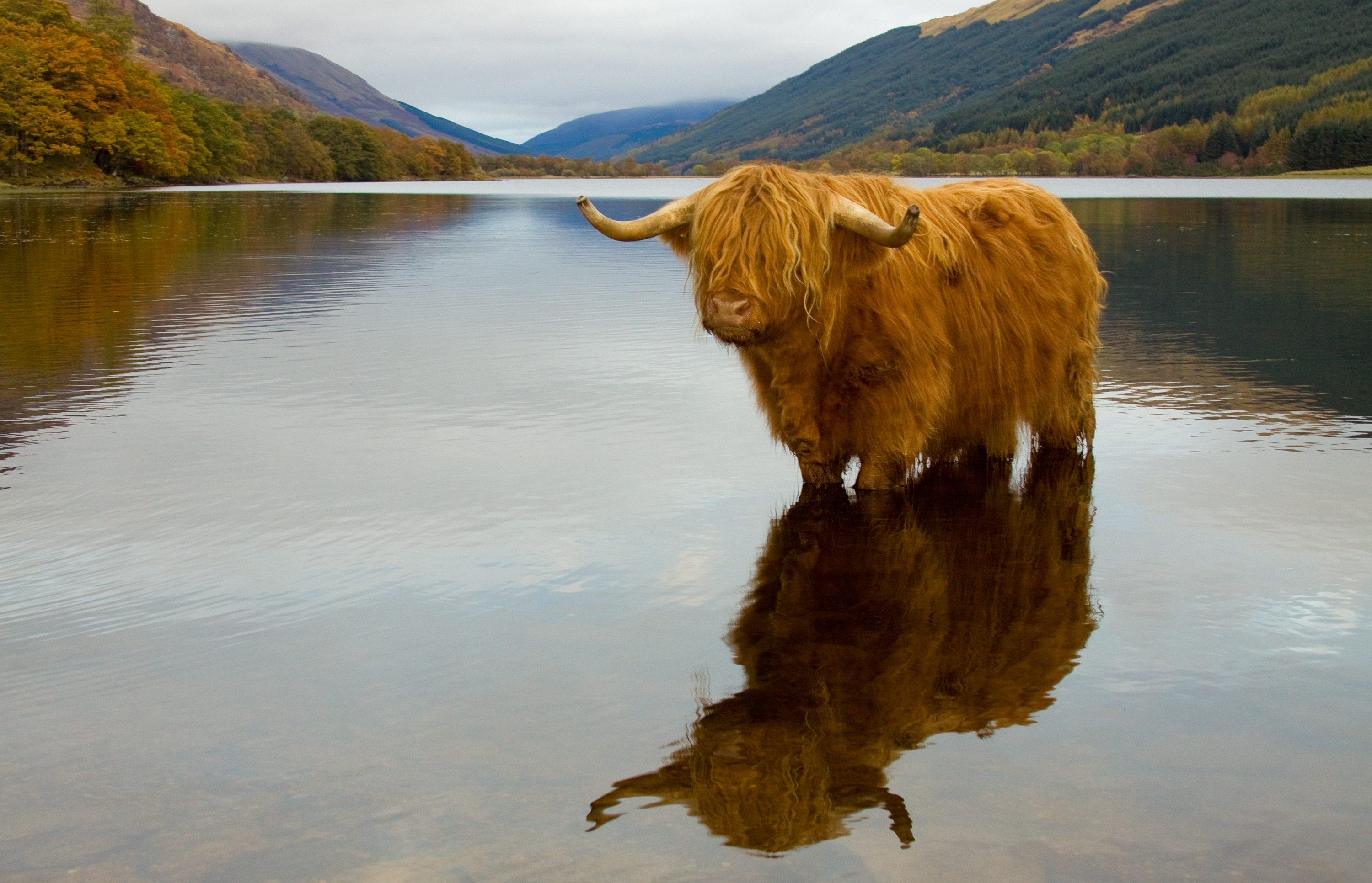 Highland Cow standing in shallow water