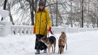 A woman walking her dogs in the snow