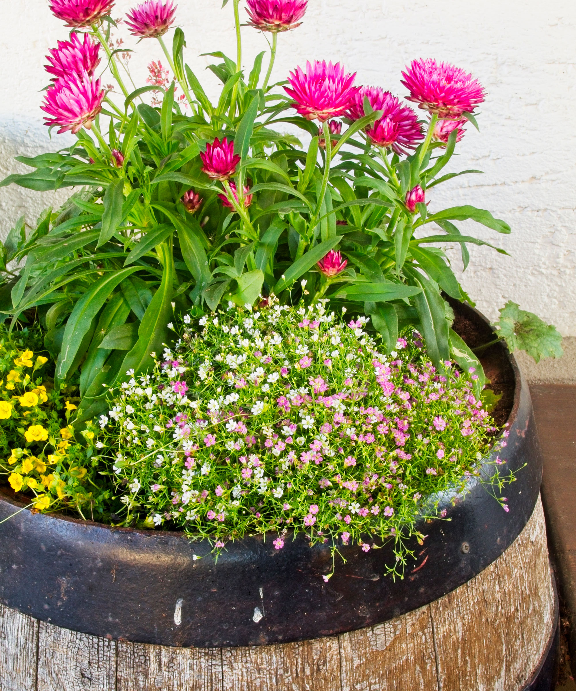 wildflower display of daisies and bee balm in barrel container