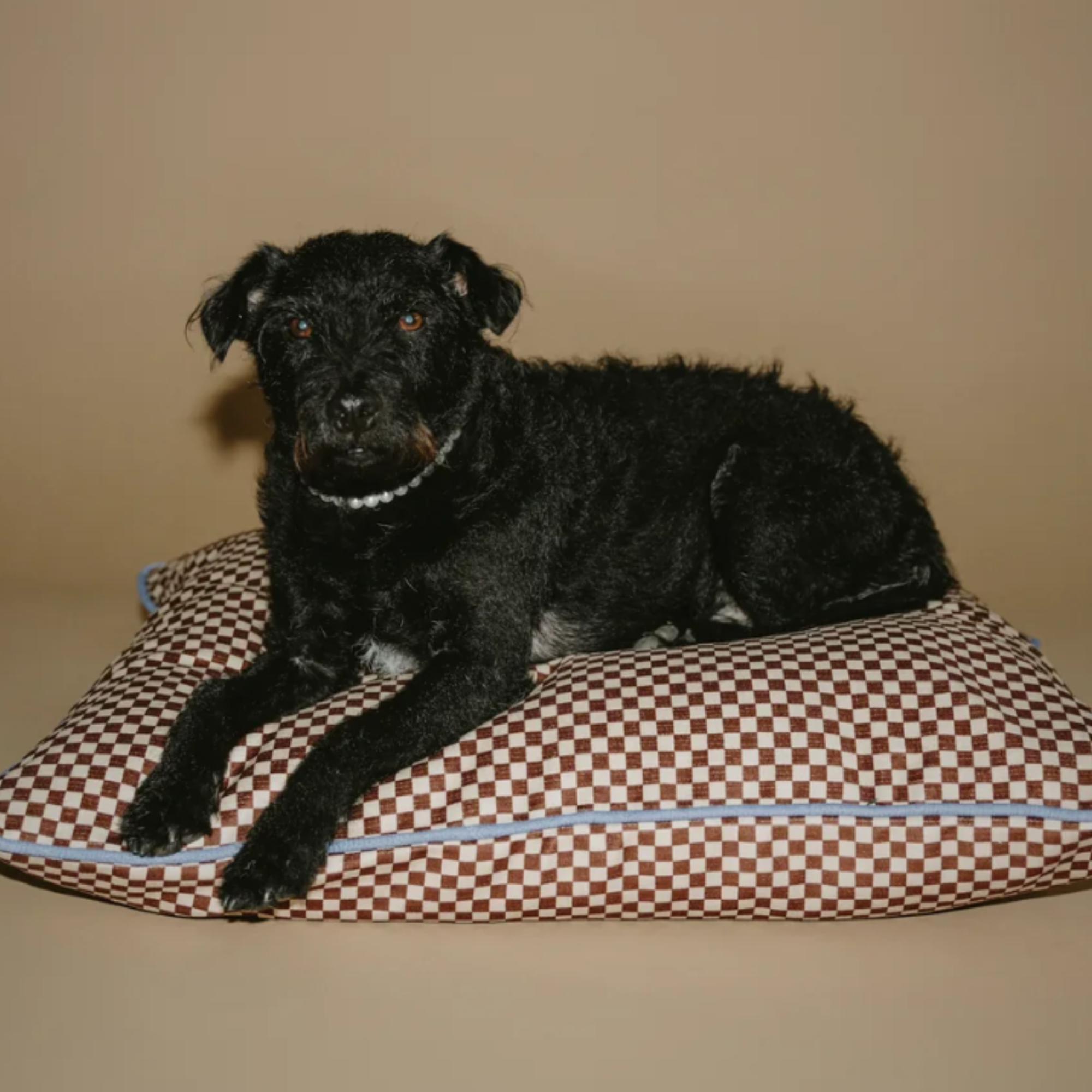 a black dog sitting on top of a checker printed dog bed