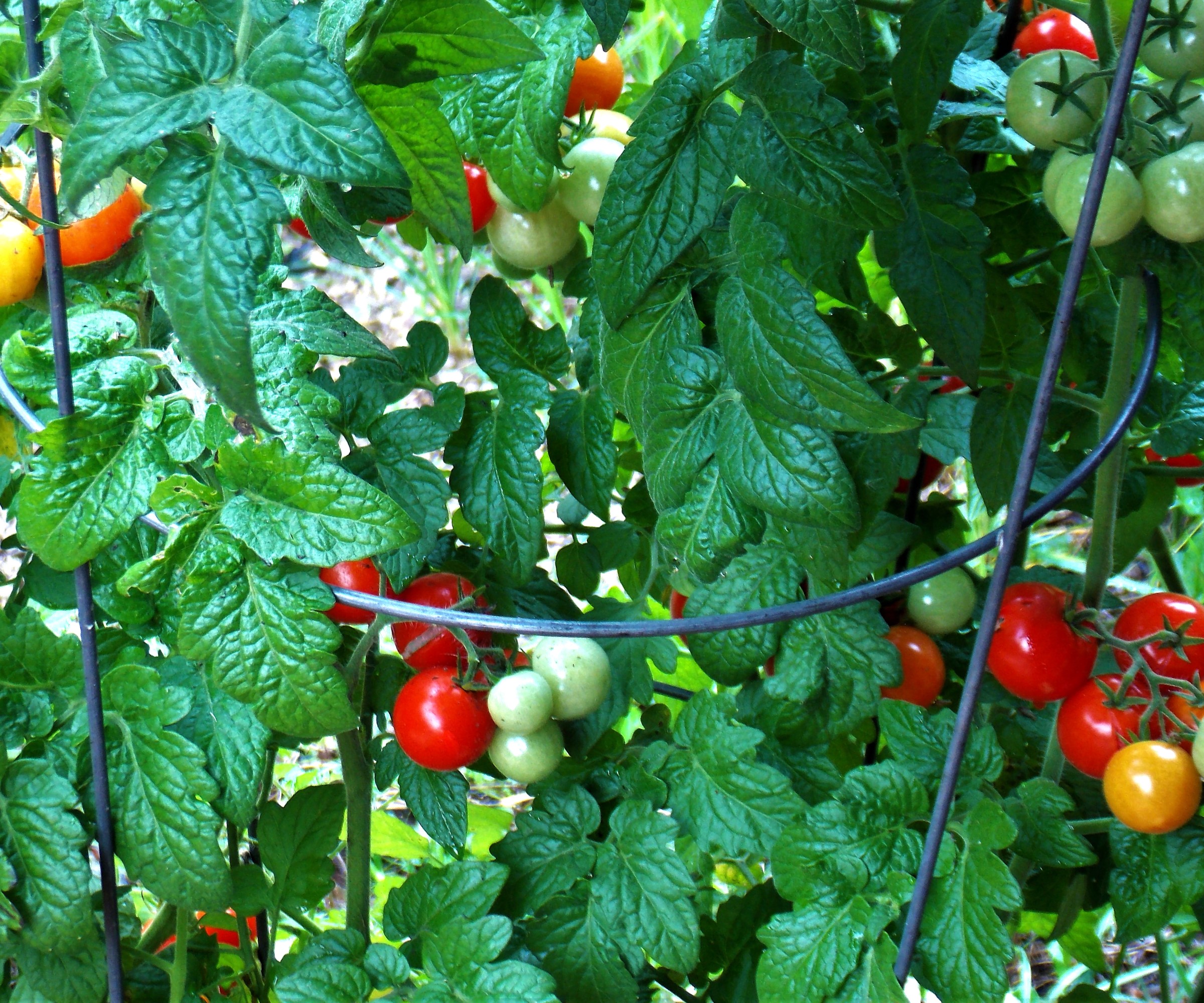 How to stake a tomato plant: expert tips on the best methods | Homes ...