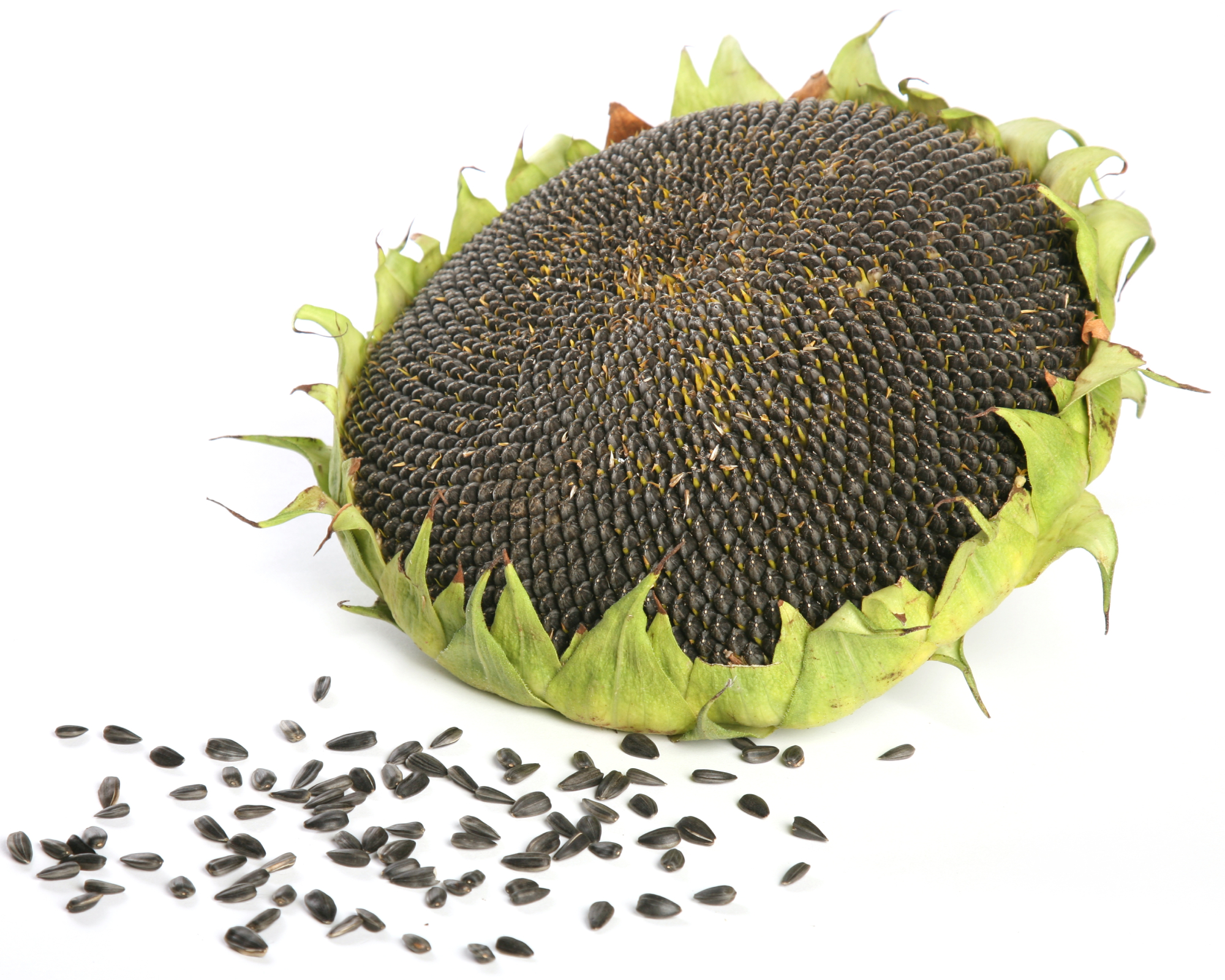 seeds from a sunflower