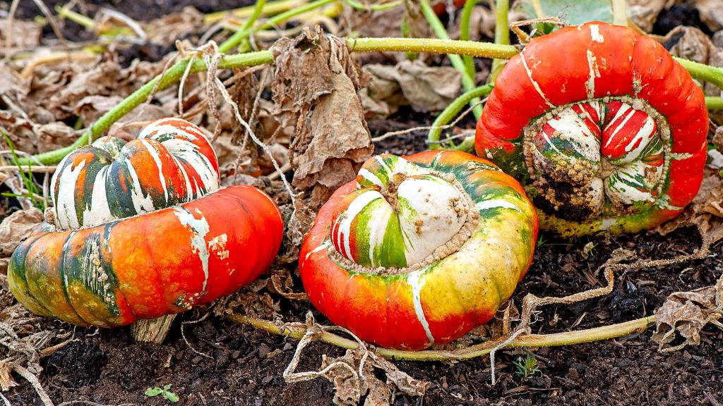 Three turban squashes