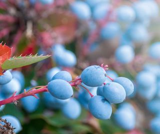 oregon grape fruiting on shrub