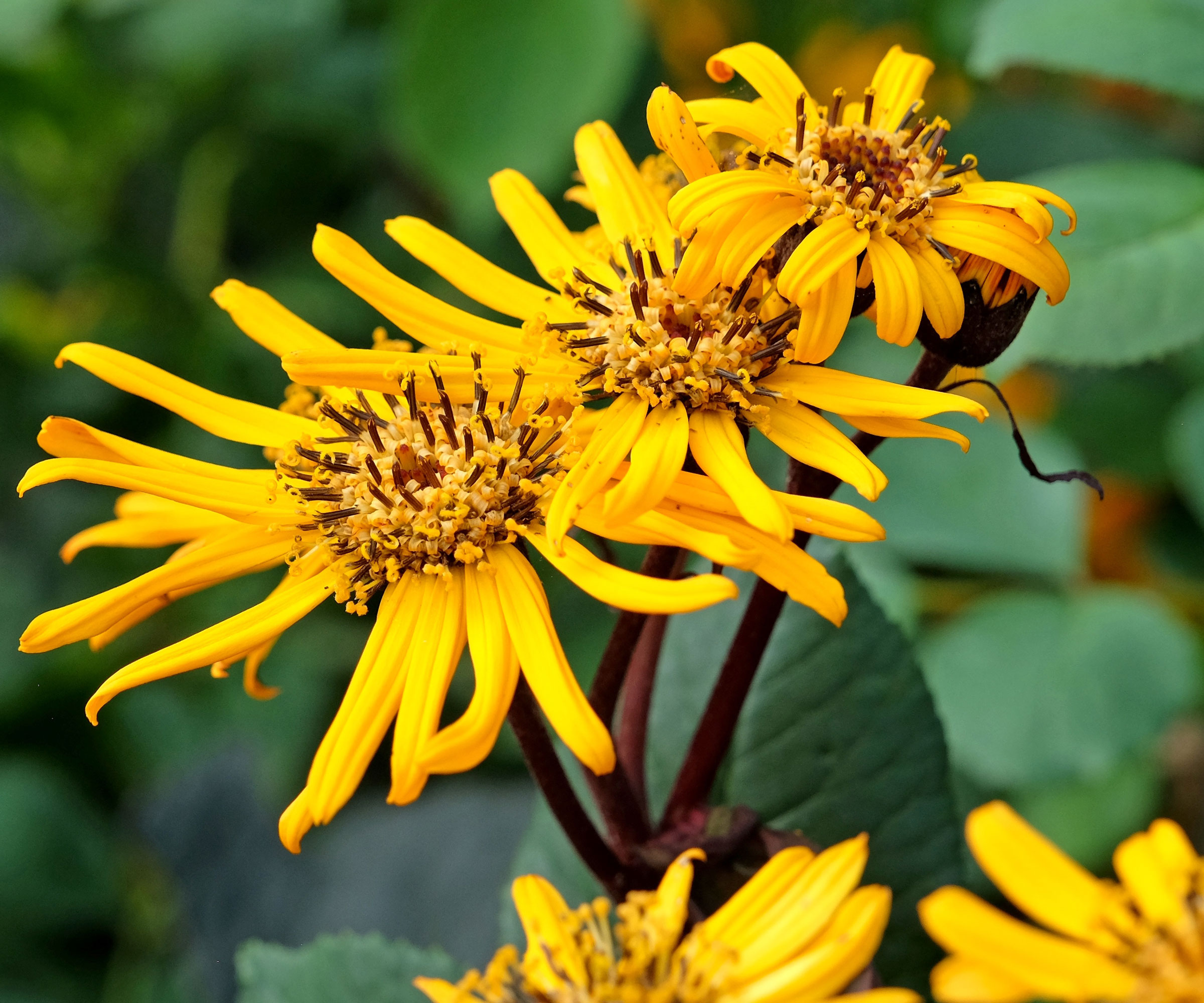 leopard plant Britt Marie Crawford in bloom