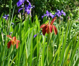 Copper or Louisiana irises with red blooms