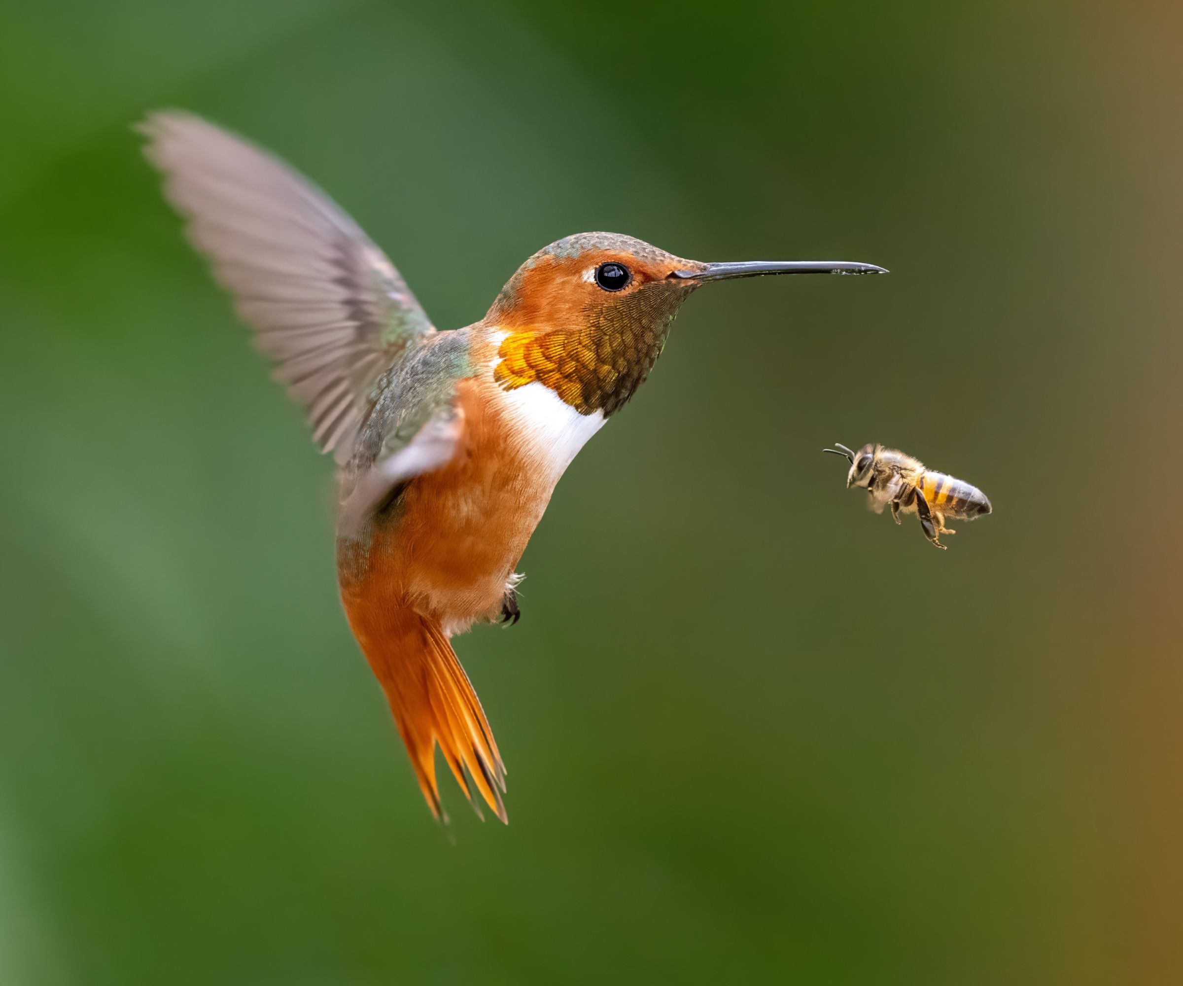 Hummingbird and Bee