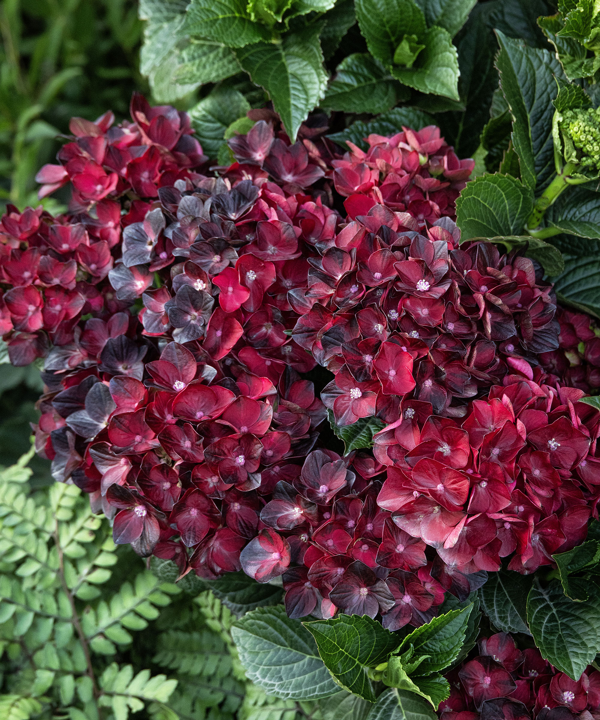 Centennial Ruby Hydrangea from Monrovia