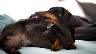 Dachshund licking its paw