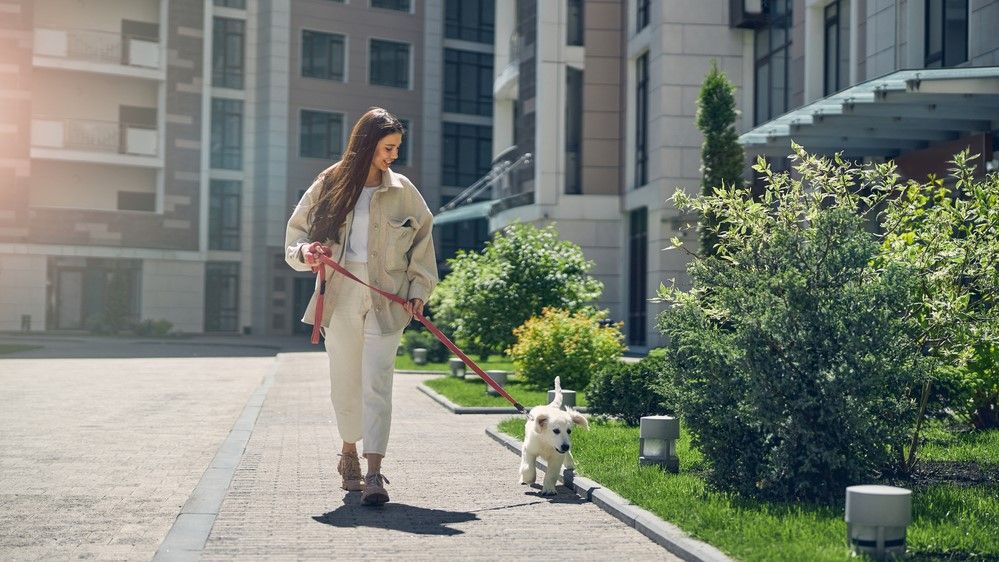 a photo of a woman walking a dog 