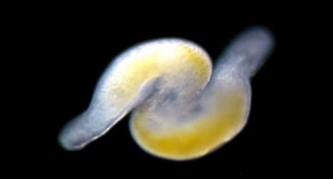 Alt Porn Eels - Worm Porn' Sheds Light on Evolution of Sperm | Live Science
