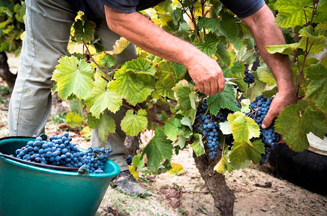 Moulin de la Roque, Bandol, Provence