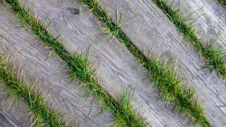 Grass growing old wooden decking boards