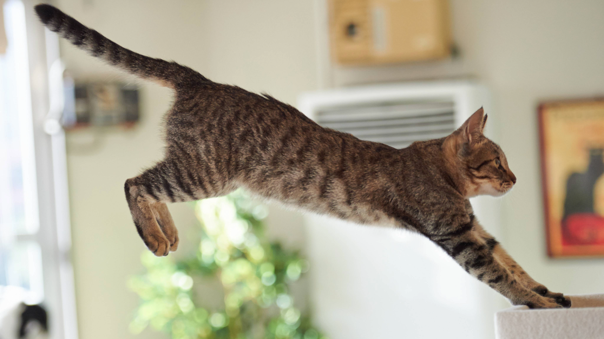 Cat jumping onto a ledge
