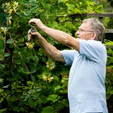 An older man pruning honeysuckle