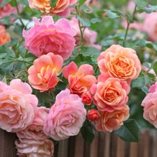 Peach and apricot pink climbing rose, rosa Peach Melba, in flower (all impacted by morning routine of gardener)