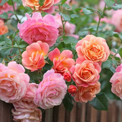 Peach and apricot pink climbing rose, rosa Peach Melba, in flower (all impacted by morning routine of gardener)