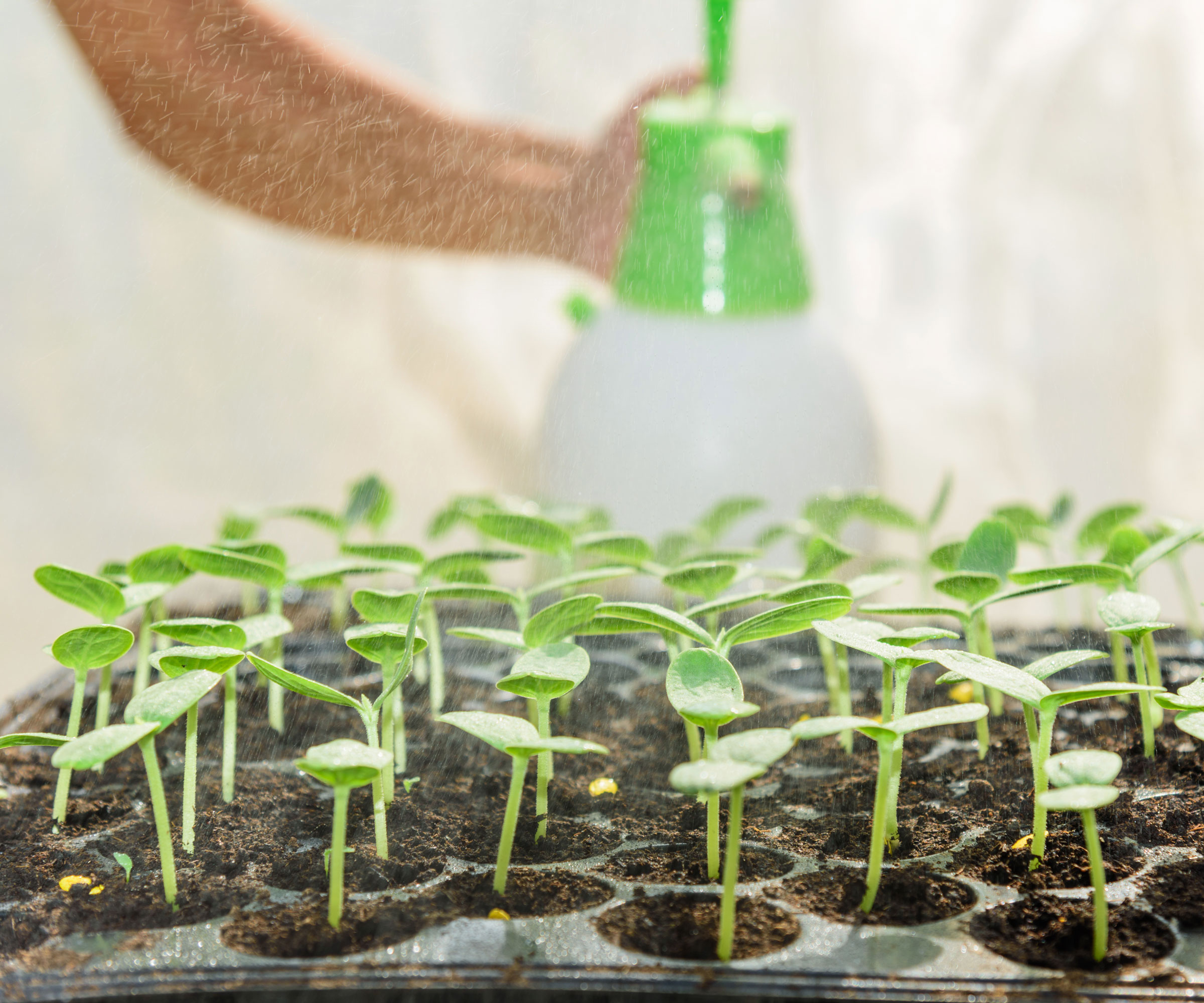 seedlings in seed tray getting sprayed by water mister