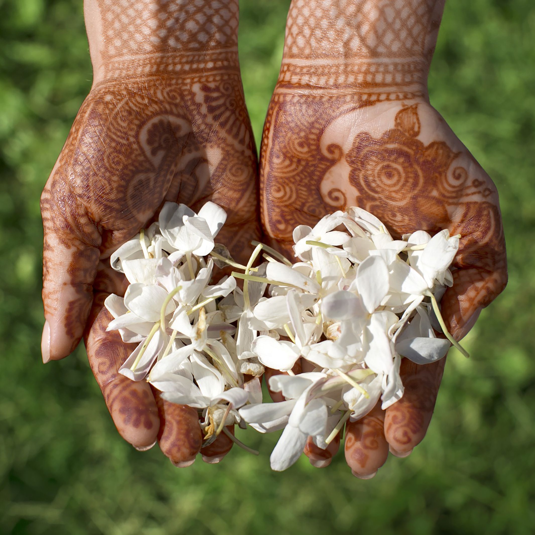 Basket of Chanel jasmine flowers Organic and picked by hand Future