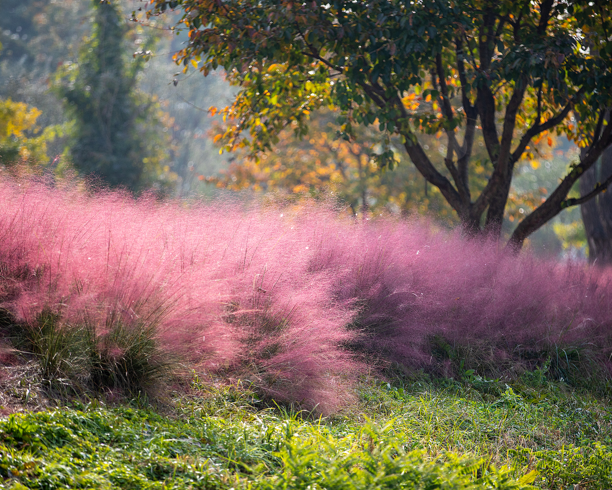 Pink muhly grass in the sun