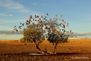 Australian Geographic Nature Photographer of the Year 2021