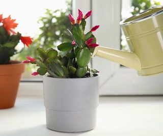 Watering a small potted Christmas cactus with small cream watering can