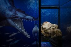The skull of the newfound Basilosaurus species sits on display at the National University of San Marcos in Lima, Peru.
