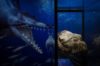 The skull of the newfound Basilosaurus species sits on display at the National University of San Marcos in Lima, Peru.