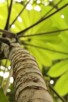 Azteca ants on tree trunk