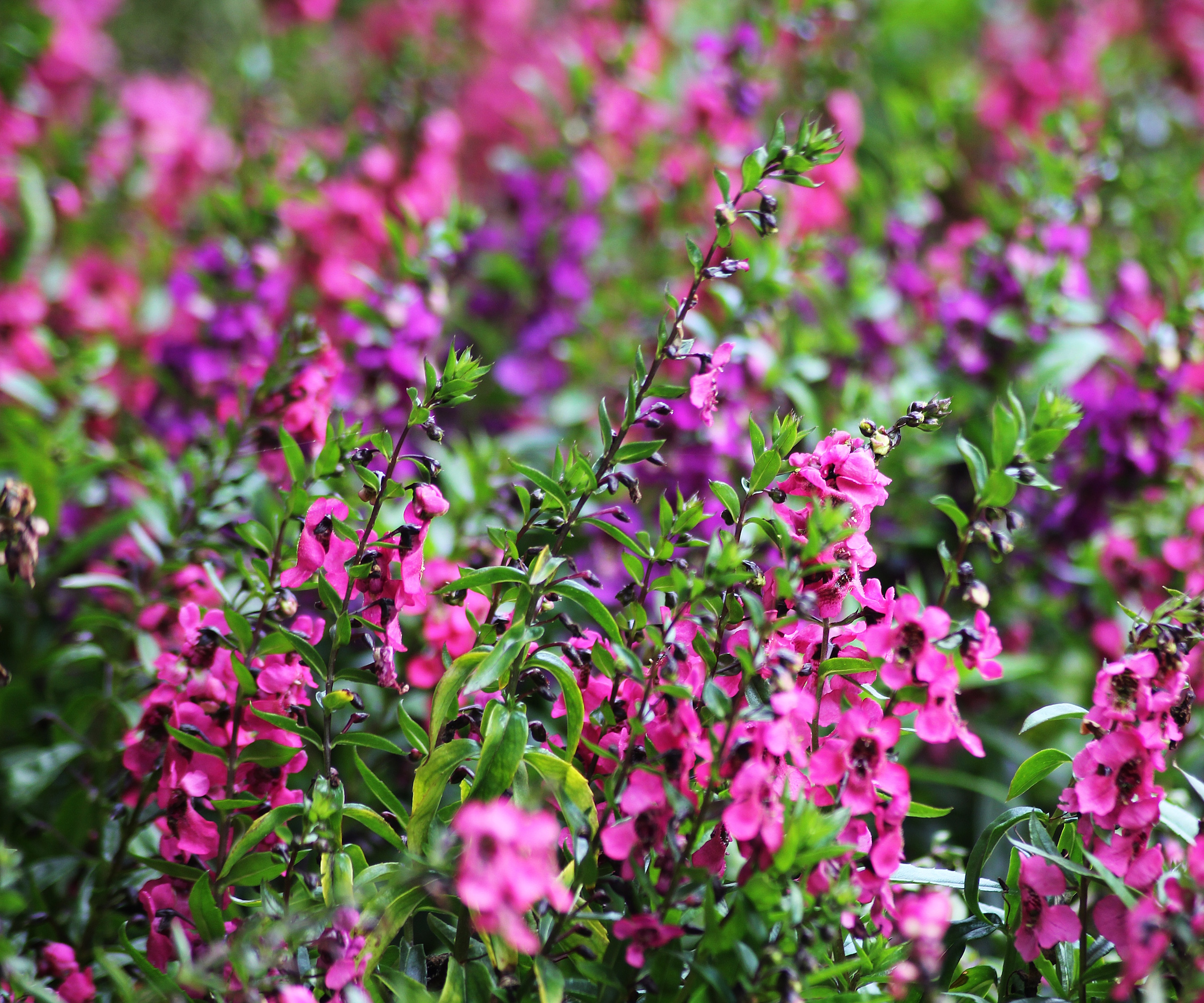 Angelonia Angustifolia