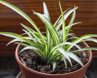 Spider plant in terracotta plant