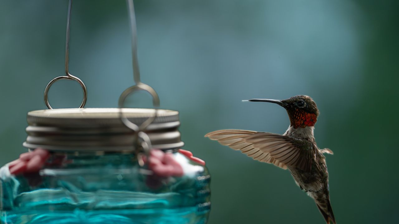 Hummingbird in flight, landing on a blue and red hummingbird feeder