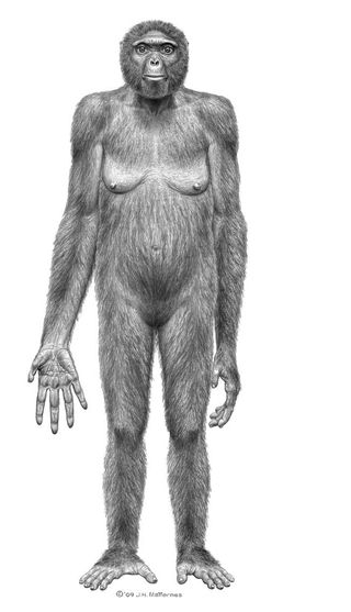 The partial skeleton of a female early human Ardipithecus ramidus, dubbed Ardi, suggest she would have stood at just under 4 feet (1.2 meters) tall.