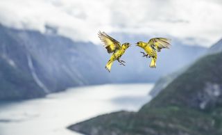 Fighting Siskins by Bernt Østhus