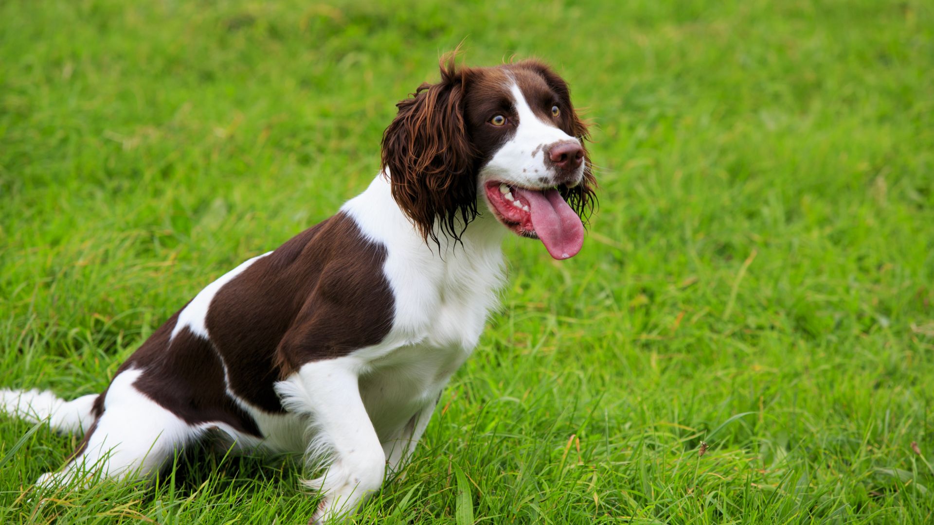 English Springer Spaniel sat down