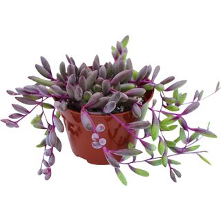 Live Succulent Othonna Capensis Ruby