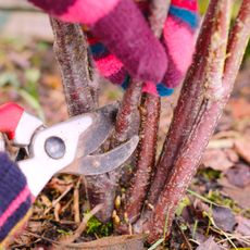 winter pruning a blackcurrant plant with pruning shears