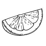 Citrus slice illustration
