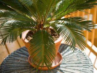 sago palm in container on table