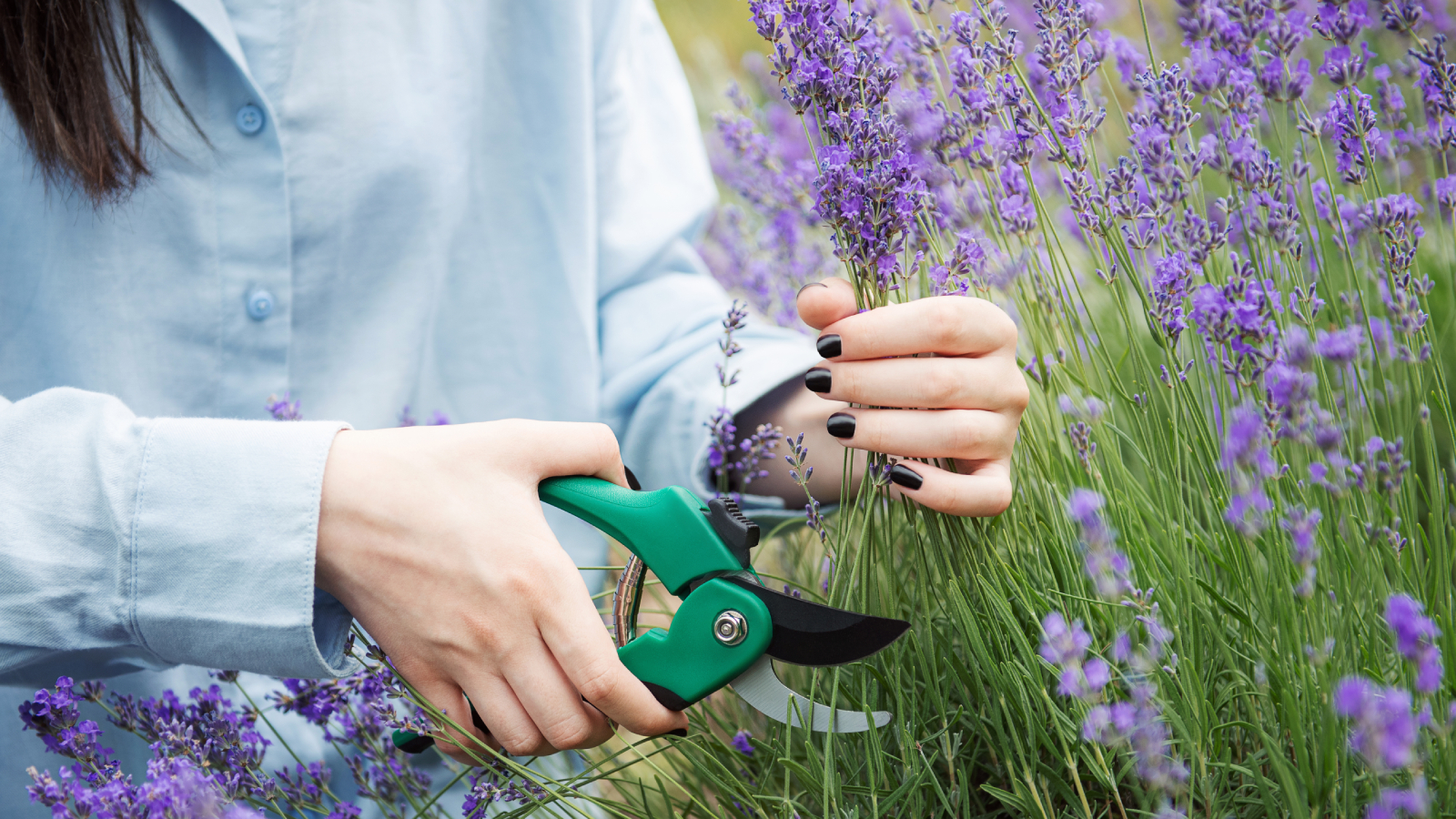 Woman pruning lavender