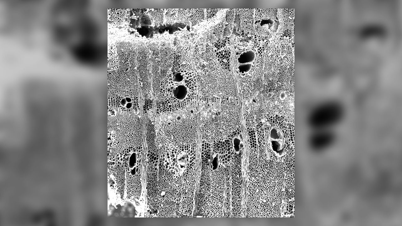 The cell structures of the woods the charcoals were made from, such as the acacia shown here, were revealed by examining them with an electron microscope